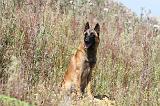 MALINOIS 349